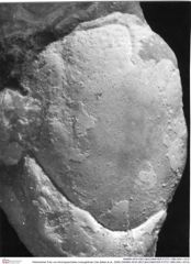 Historisches Foto von Ammopylocheles mclaughlinae (Van Bakel et al., 2008) (NHMW-AFW-GEO-BACHMAYER-FOTO-1990-0041-3315)